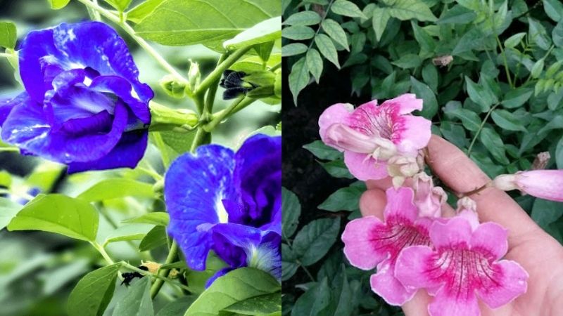 Hoa đậu biếc có hai màu là màu xanh tím và màu hồng