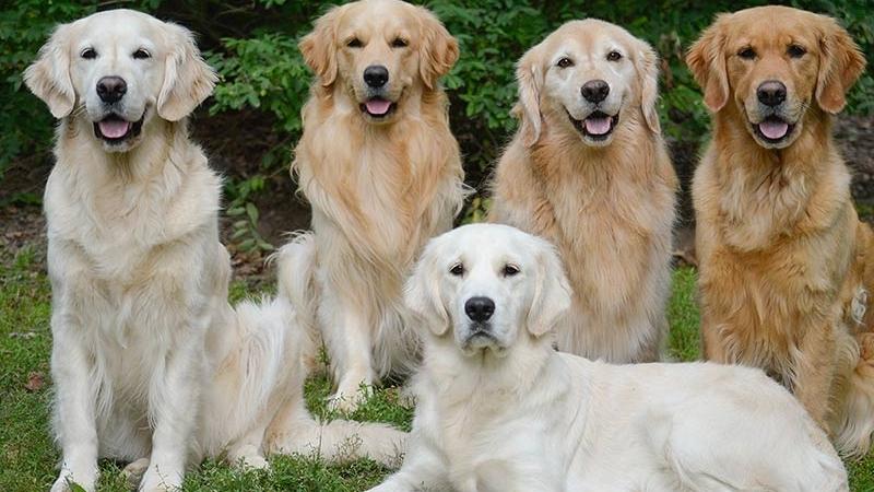 Các màu lông Chó Golden phổ biến