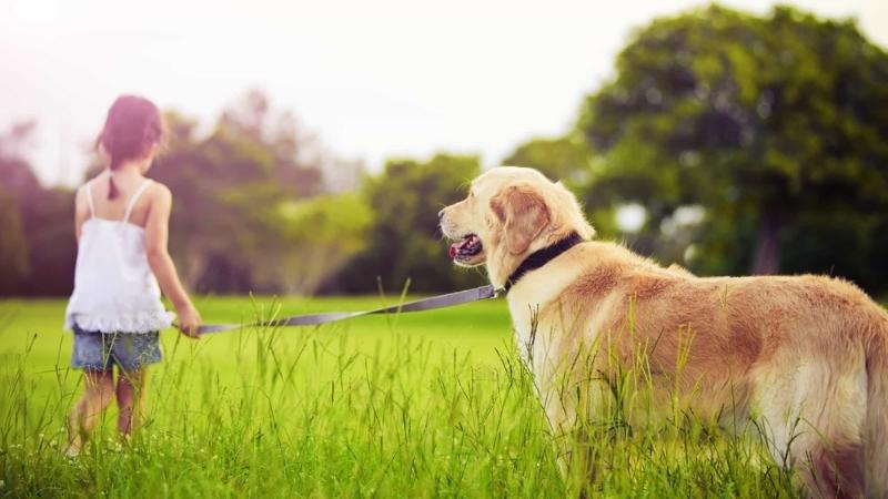 Chó Golden dễ mắc các bệnh liên quan đến xương khớp