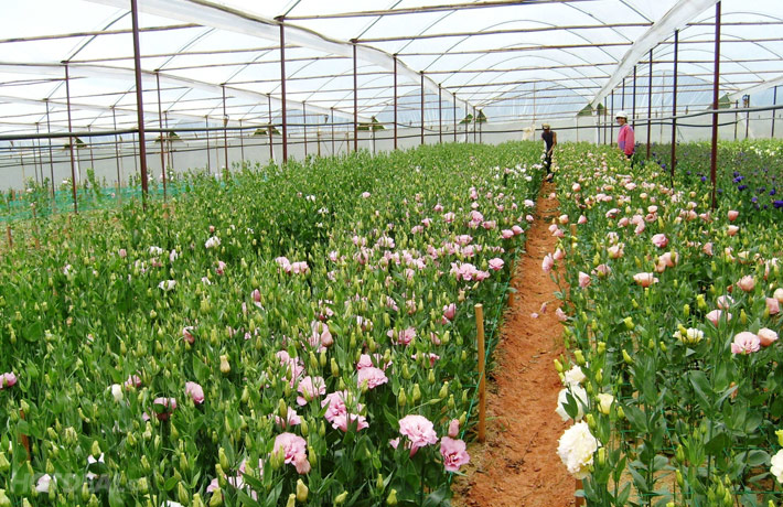 Cách trồng hoa cẩm chướng bằng hạt-1