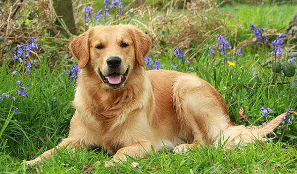 Những điều cần biết về chó Golden Retriever-1