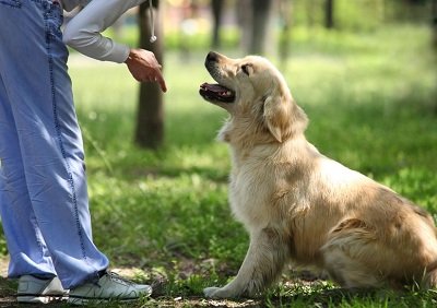 Những điều cần biết về chó Golden Retriever-8